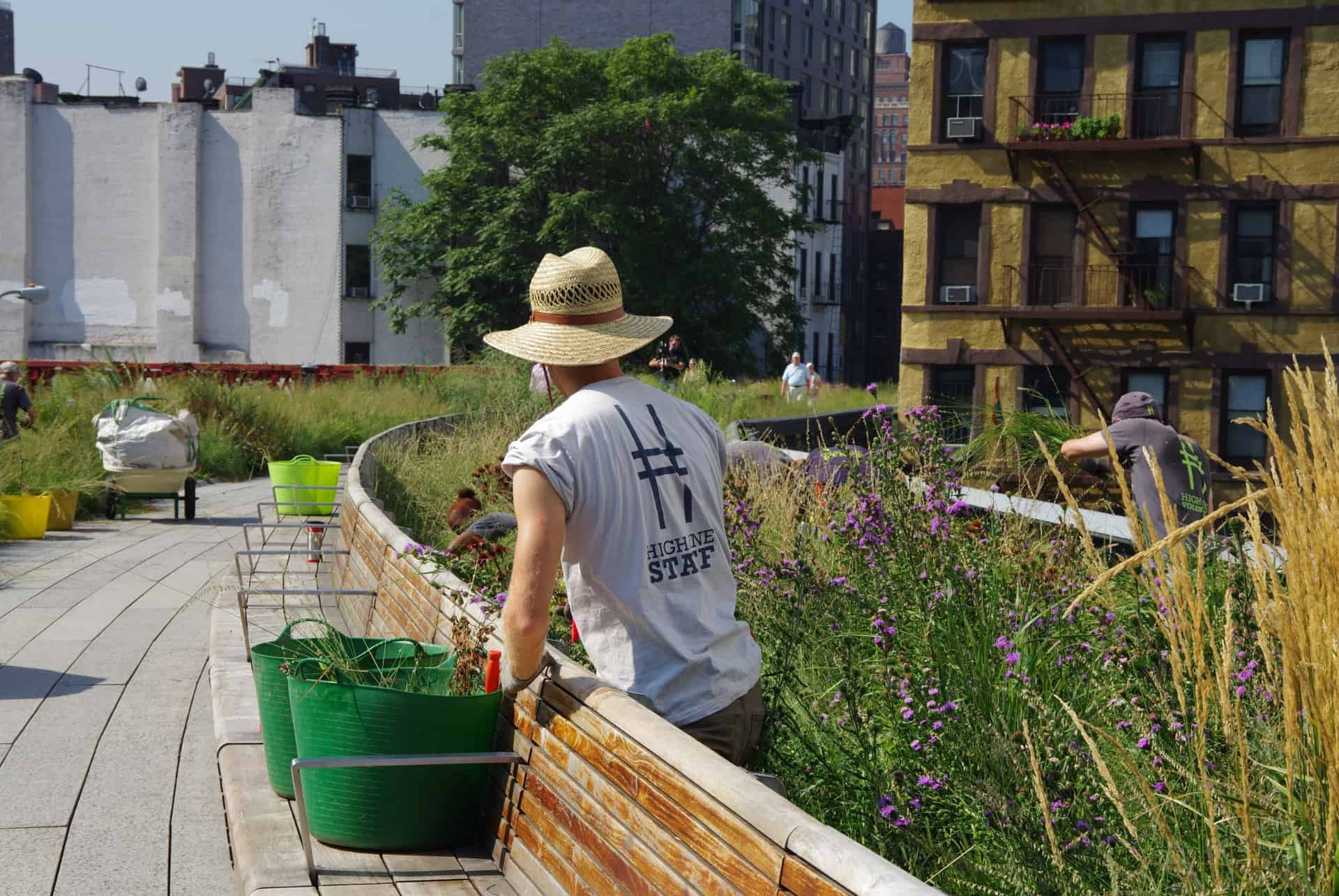 plantes high line
