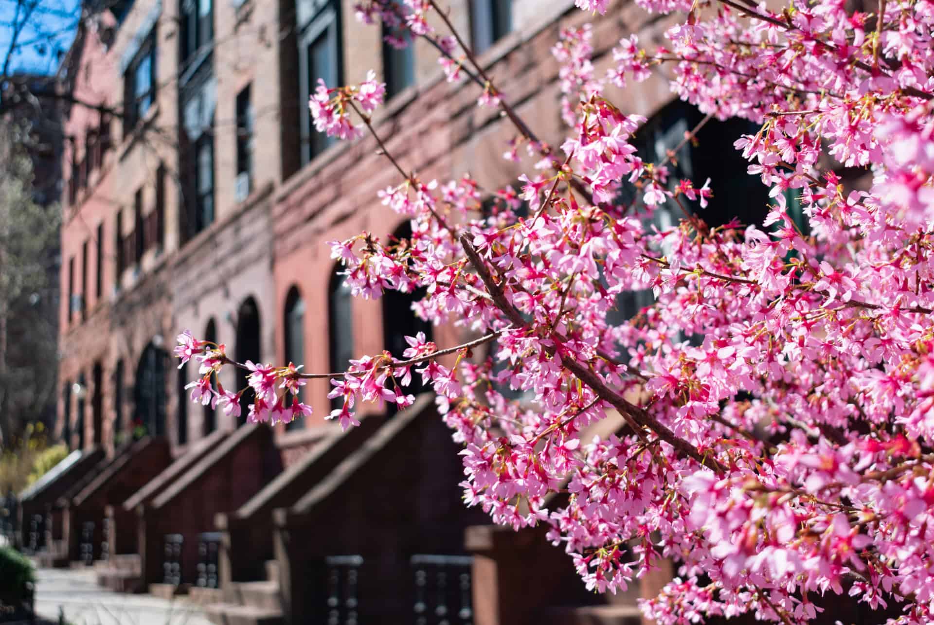 Où voir les cerisiers en fleurs à New York ?