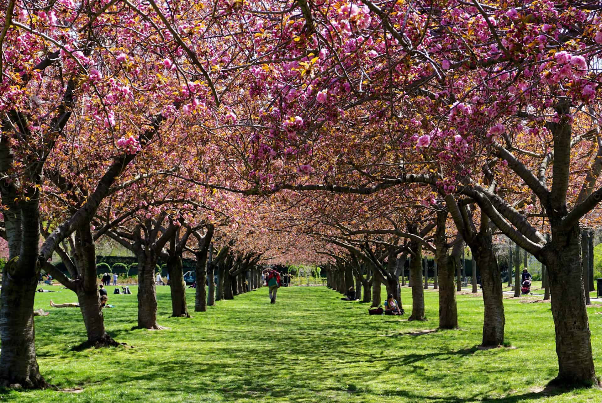 Le jardin botanique de Brooklyn