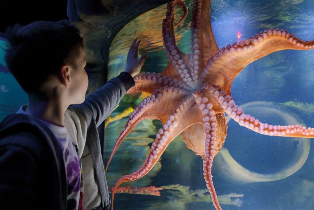 Entrée à l'Aquarium Sea Life