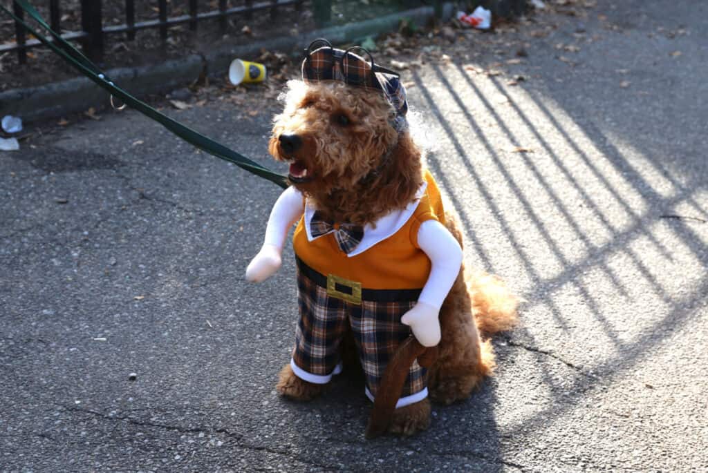 chien deguise dog parade new york