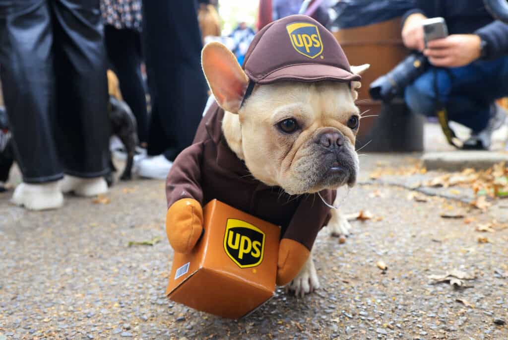 chien ups new york