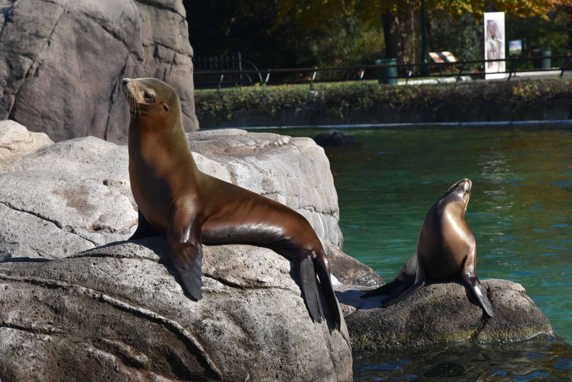 zoo bronx