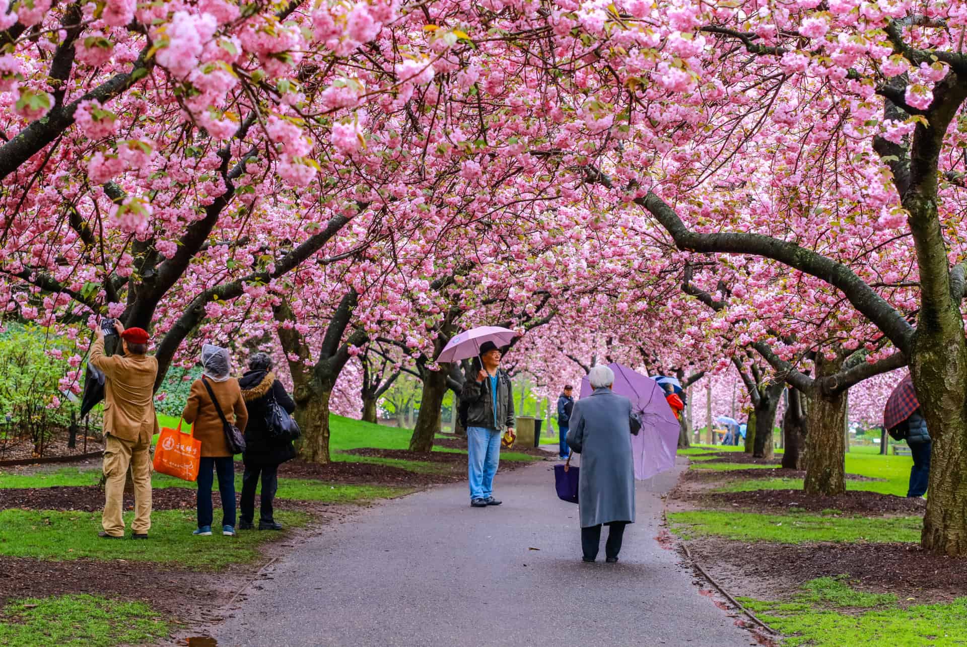 fleurs jardin botanique new york