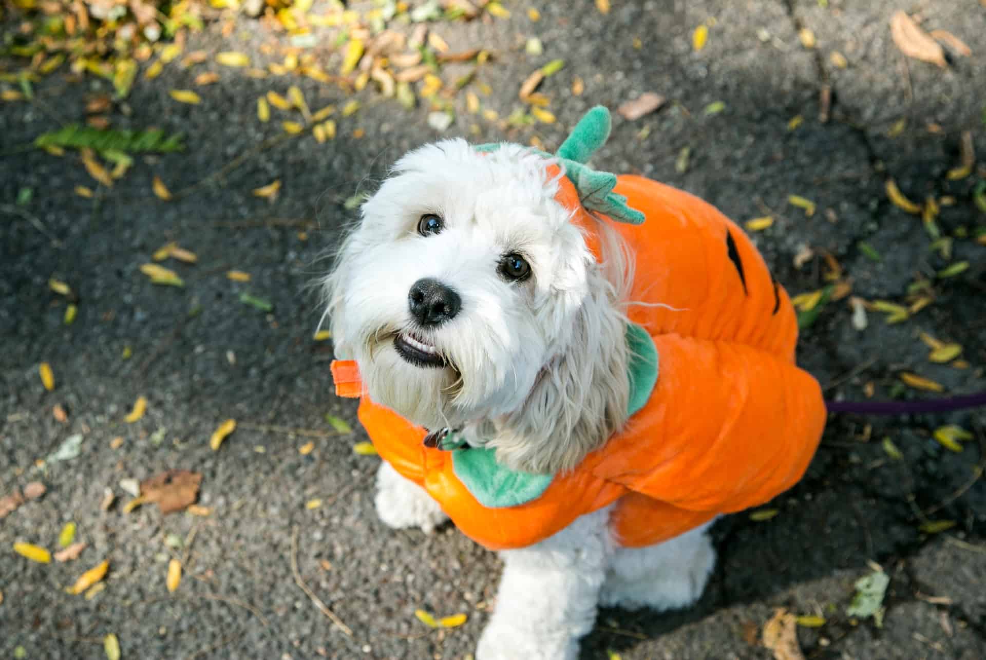concours costumes halloween