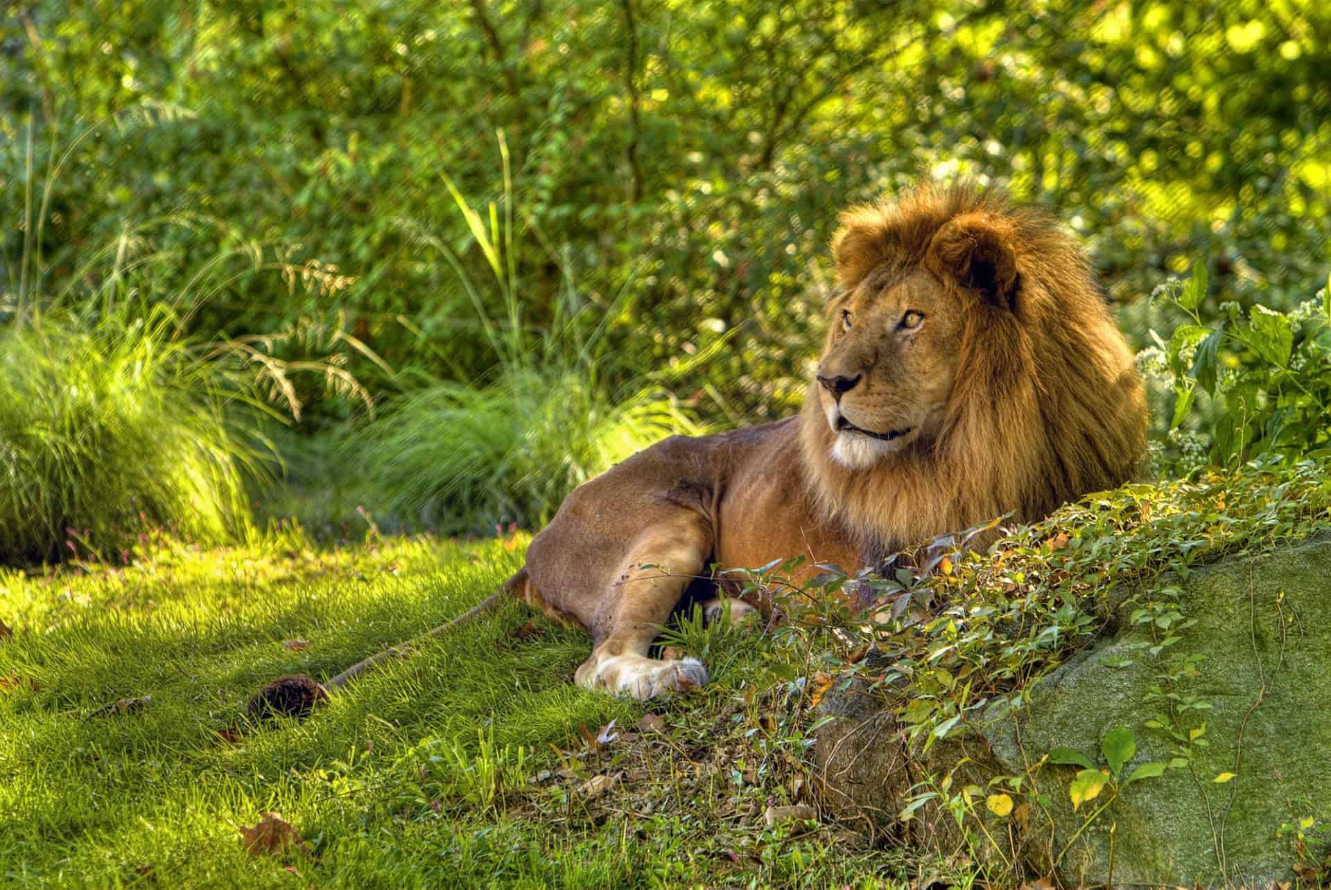 lion