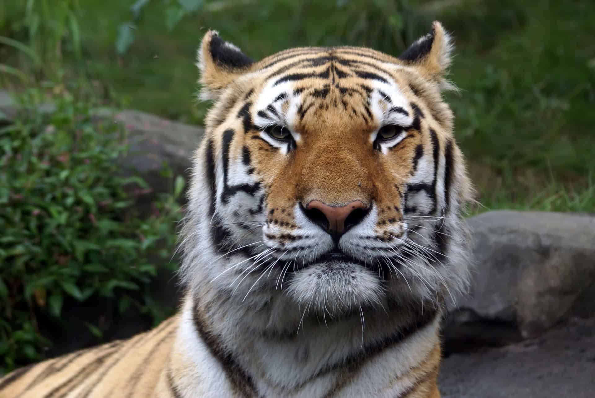 tigre de siberie