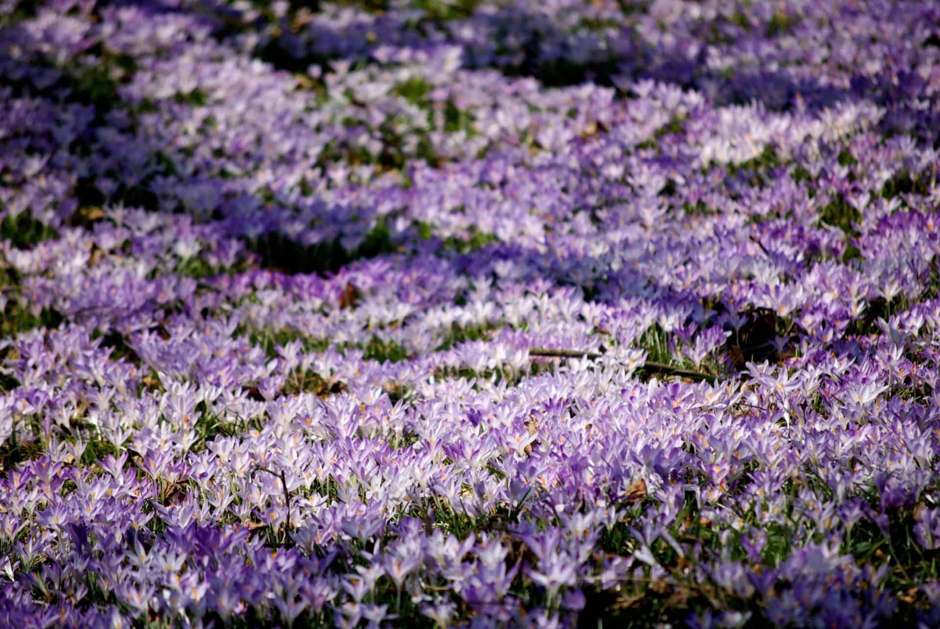 fleurs bbg