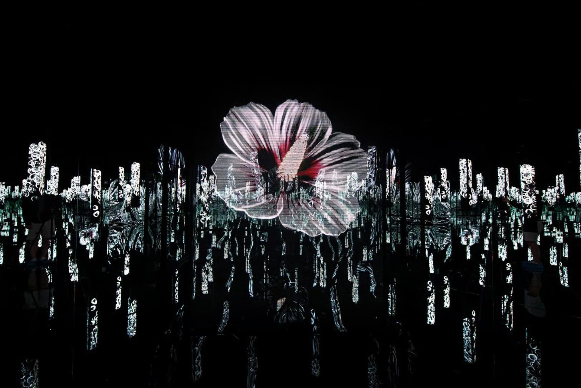 flower hibiscus seed flower hibiscus seed